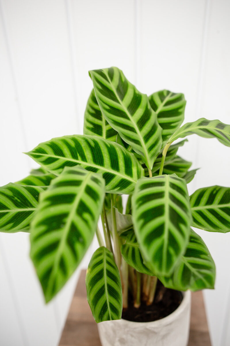 calathea zebrina