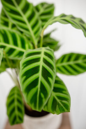 calathea zebrina