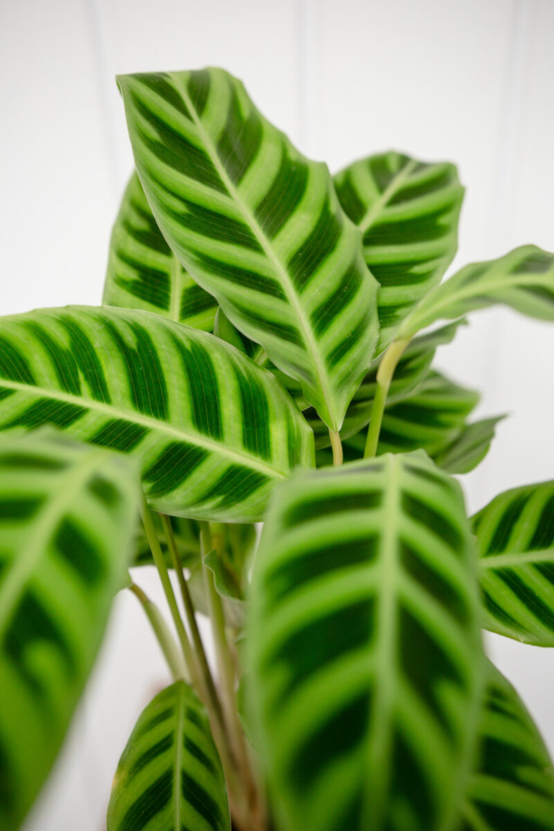 calathea zebrina