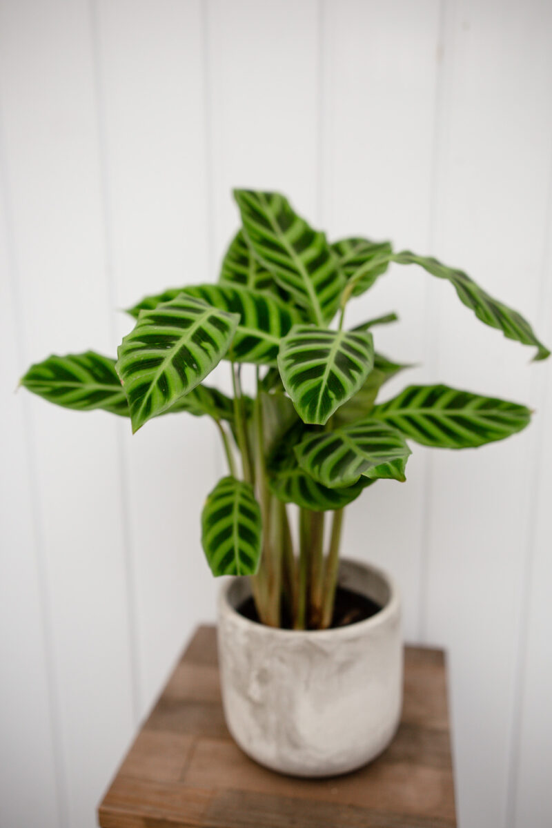 calathea zebrina