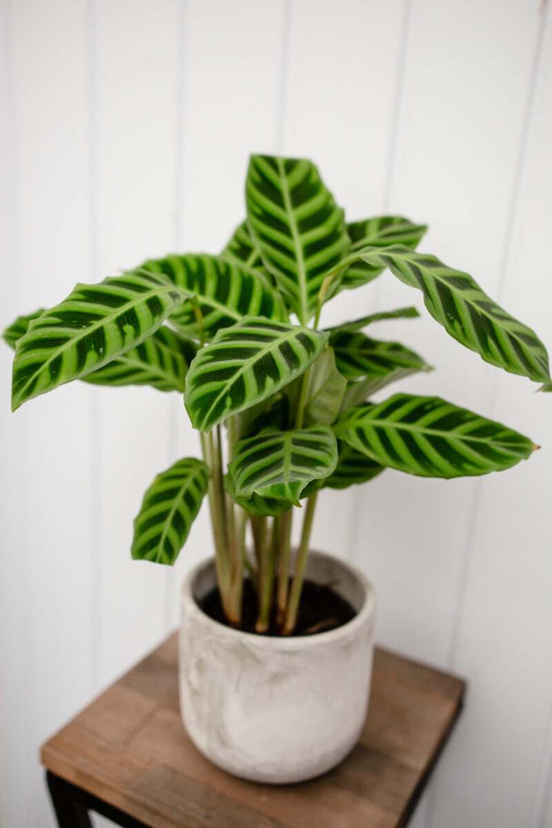 calathea zebrina