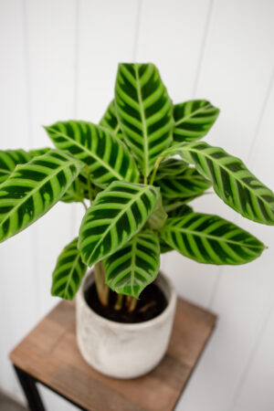 calathea zebrina