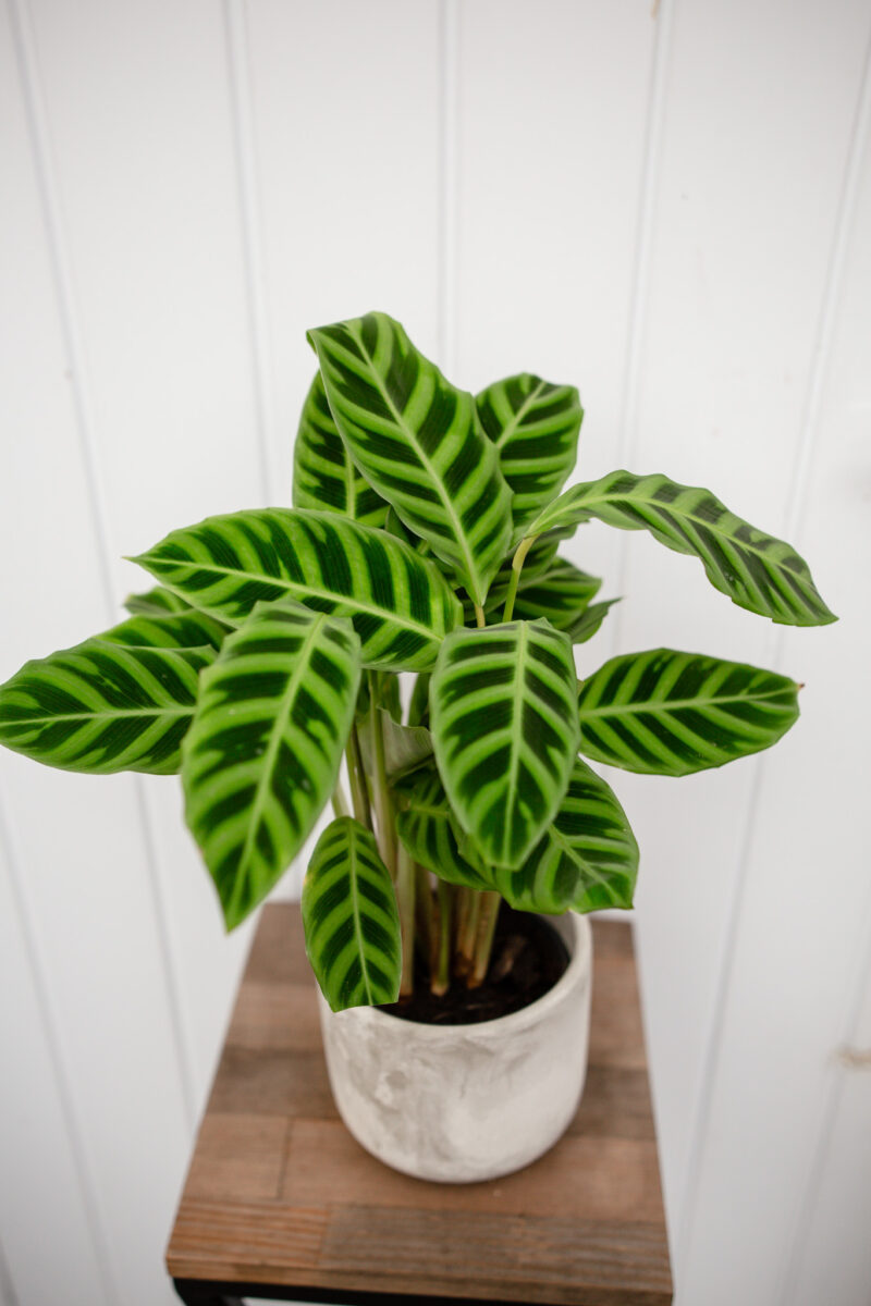 calathea zebrina