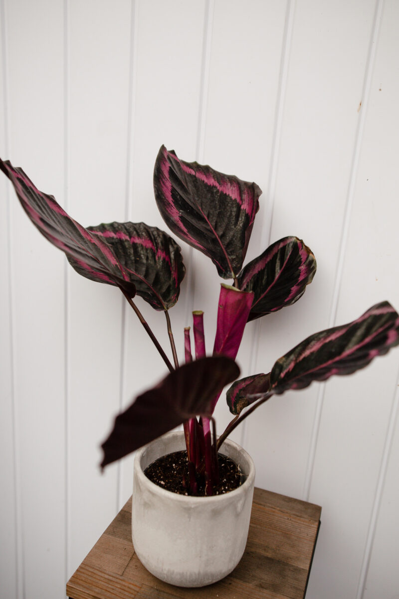 Calathea roseopicta ‘Dottie’