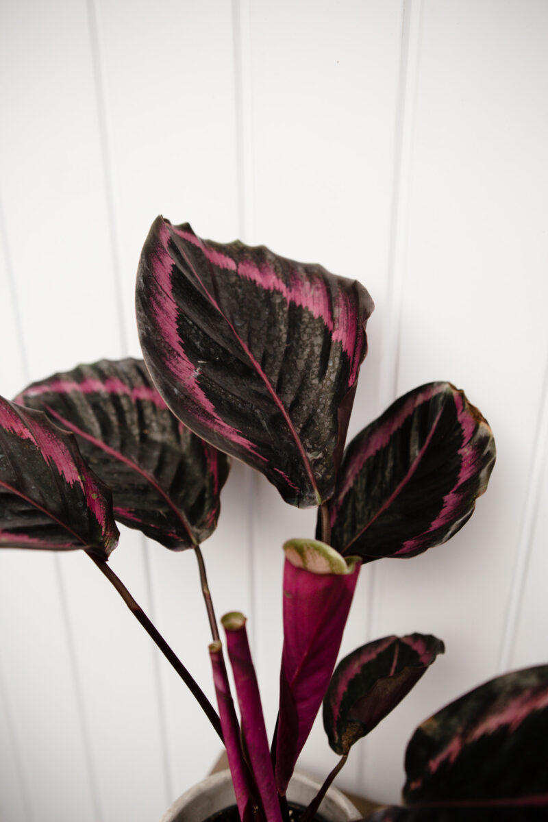 Calathea roseopicta ‘Dottie’
