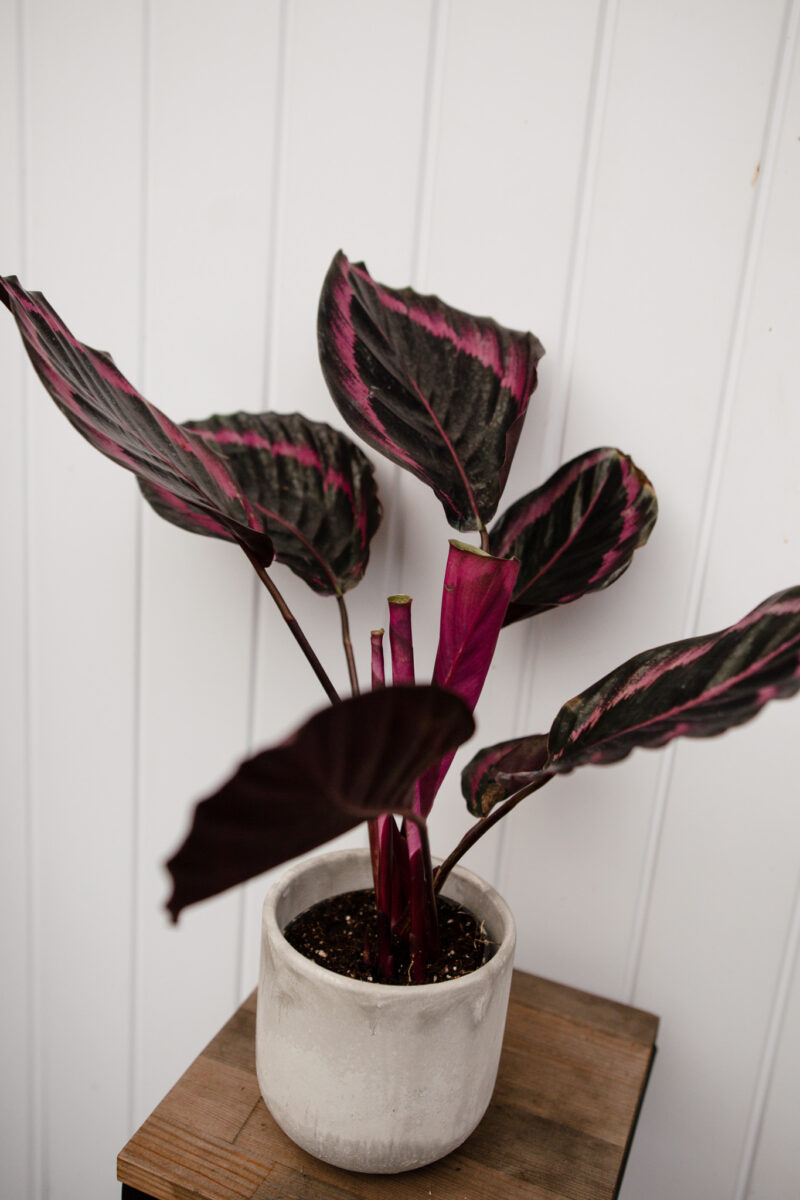 Calathea roseopicta ‘Dottie’