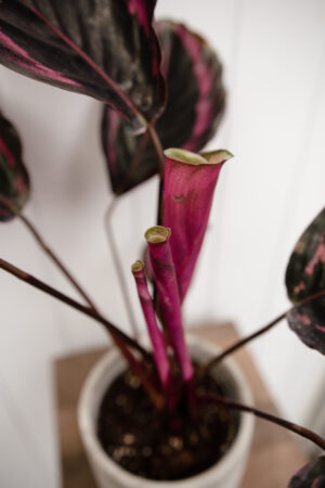 Calathea roseopicta ‘Dottie’