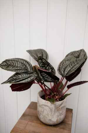 Monolena primuliflora ‘Midnight glory’