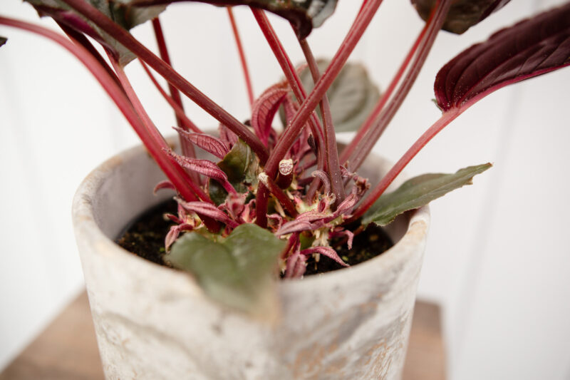 Monolena primuliflora ‘Midnight glory’