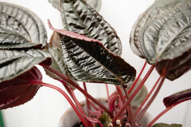 Monolena primuliflora ‘Midnight glory’