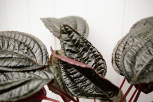 Monolena primuliflora ‘Midnight glory’