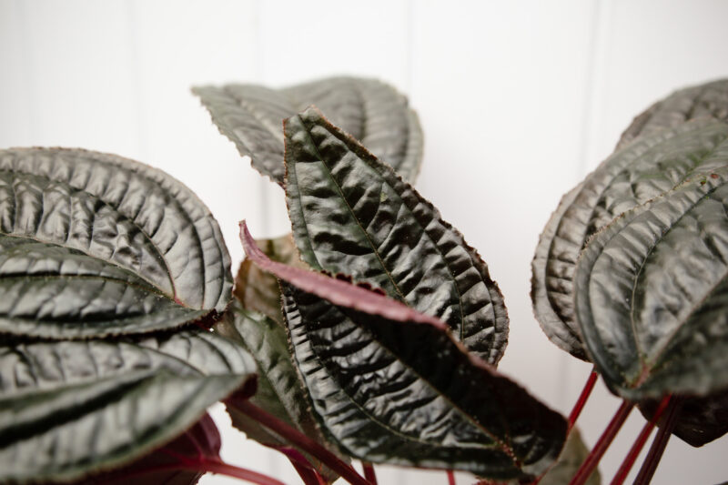 Monolena primuliflora ‘Midnight glory’