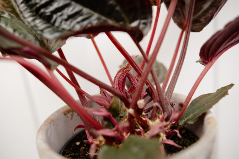 Monolena primuliflora ‘Midnight glory’