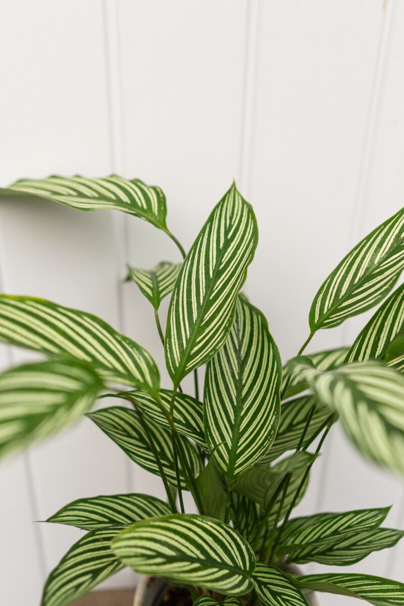 calathea vittata
