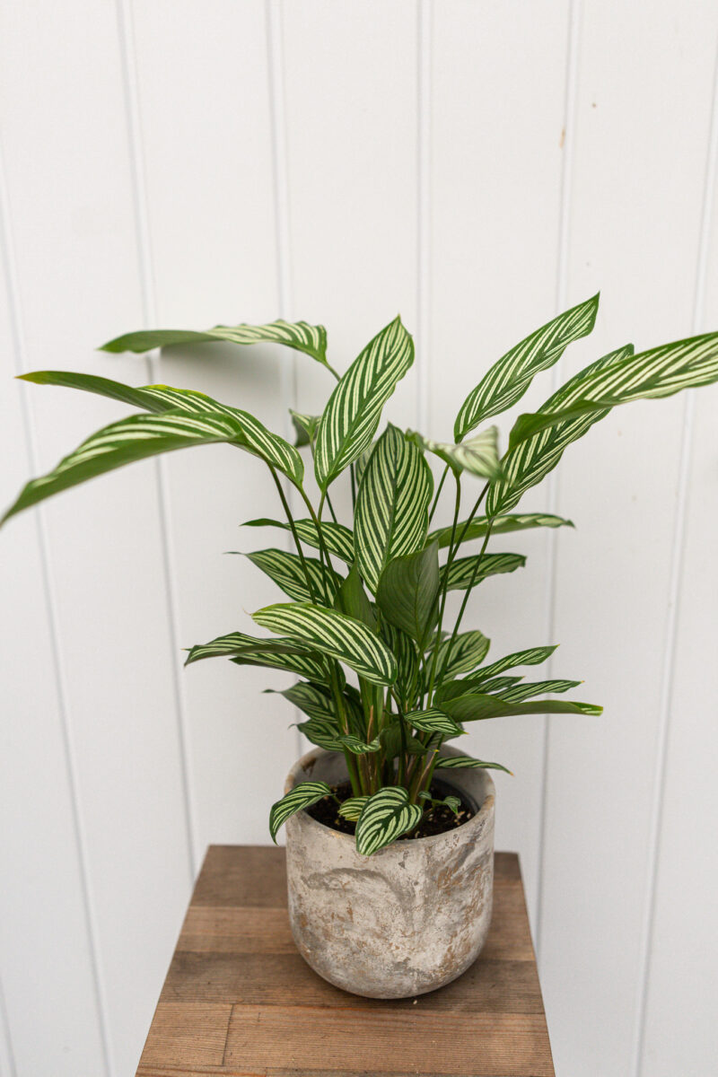 calathea vittata