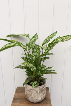 calathea vittata
