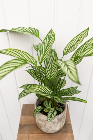 calathea vittata