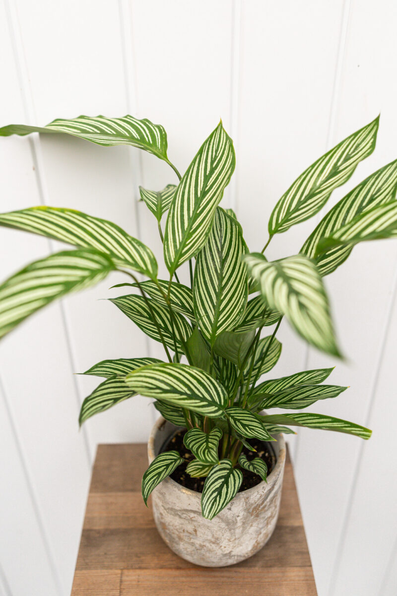 calathea vittata