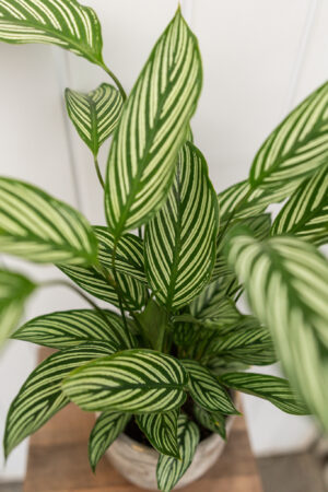 calathea vittata