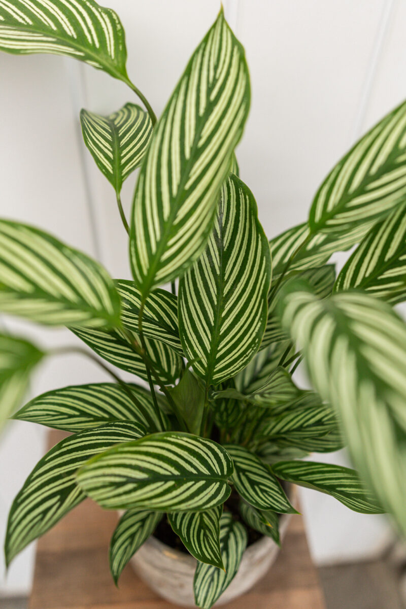 calathea vittata
