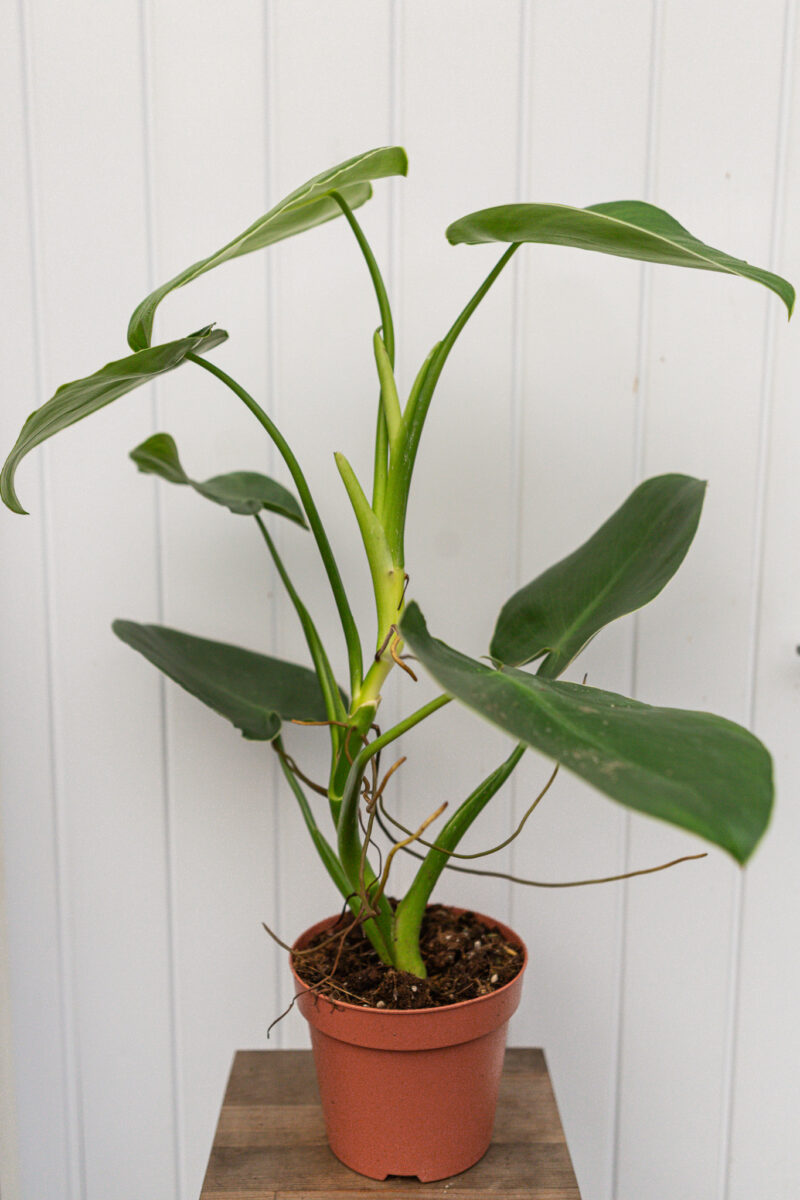 Philodendron Rugosum