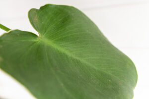 Philodendron Rugosum