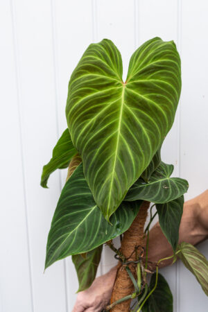Philodendron Splendid