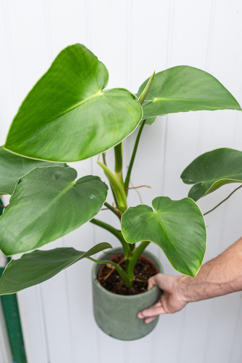 Philodendron Rugosum