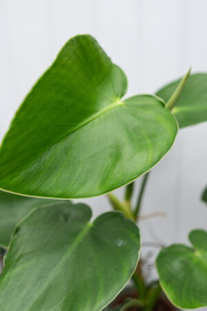 Philodendron Rugosum