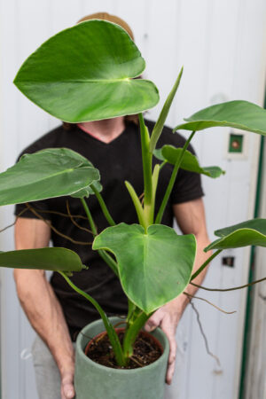 Philodendron Rugosum