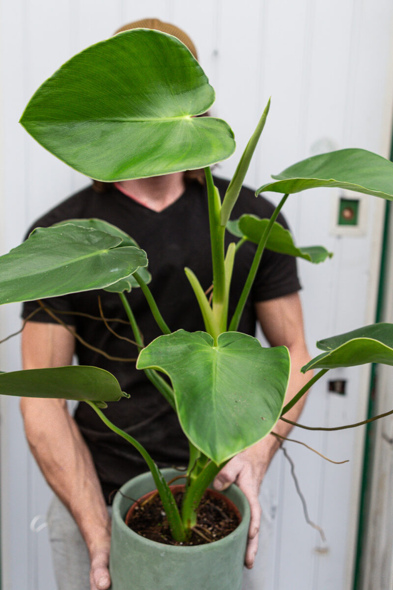 Philodendron Rugosum