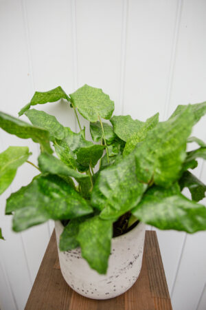 Calathea musaica ‘Network’