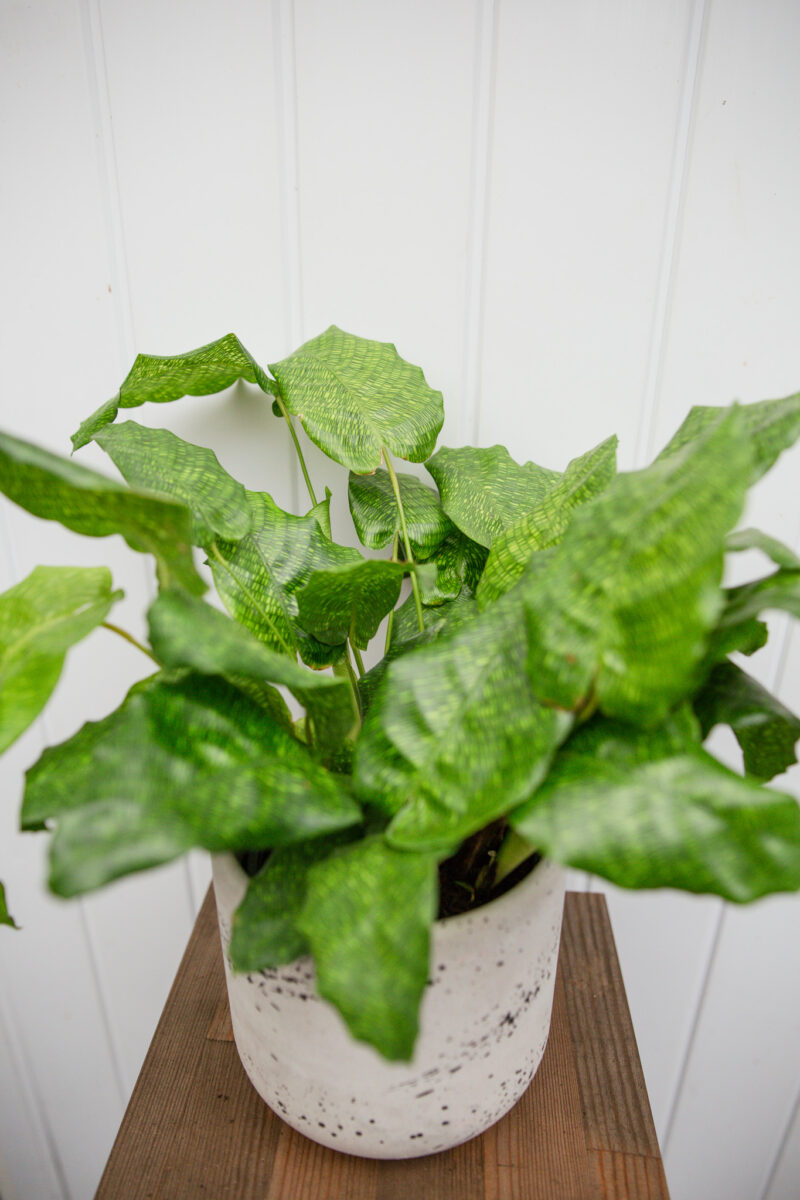 Calathea musaica ‘Network’