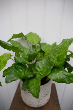 Calathea musaica ‘Network’