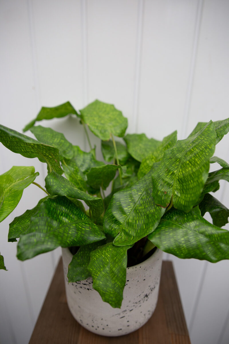 Calathea musaica ‘Network’