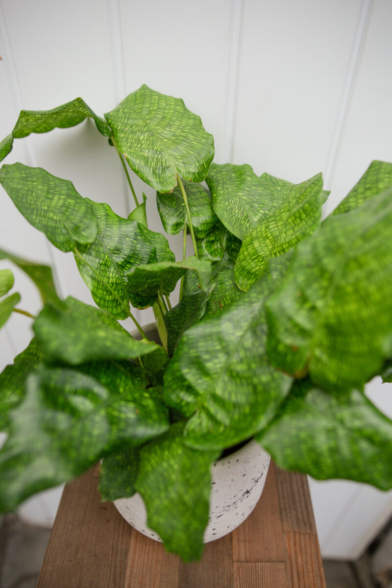 Calathea musaica ‘Network’