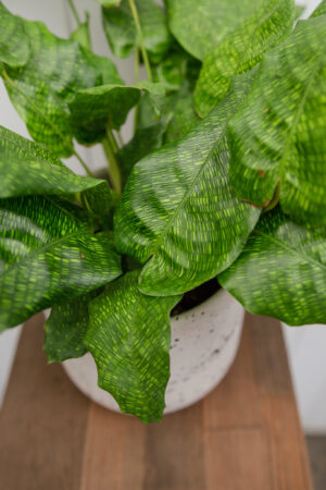 Calathea musaica ‘Network’