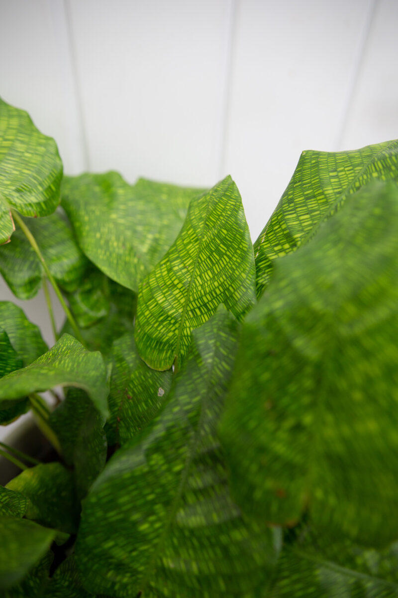 Calathea musaica ‘Network’