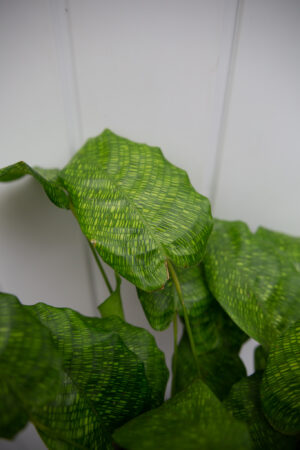 Calathea musaica ‘Network’