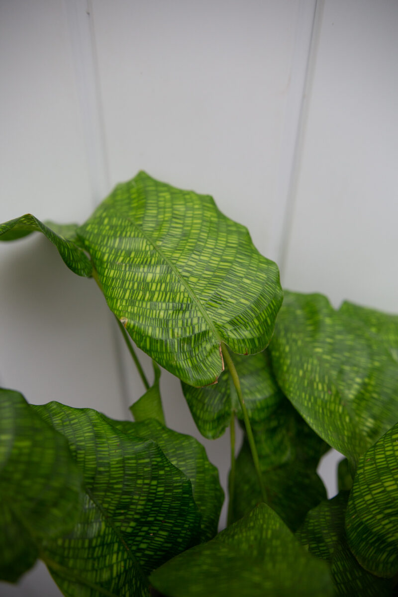 Calathea musaica ‘Network’