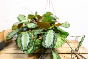 Maranta leuconeura ‘Silver Band’