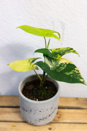 Syngonium Aurea Variegata