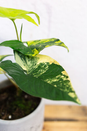 Syngonium Aurea Variegata