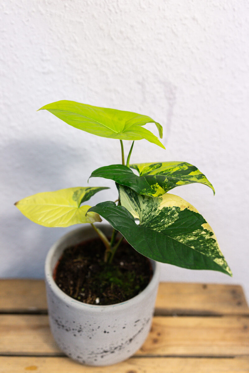Syngonium Aurea Variegata