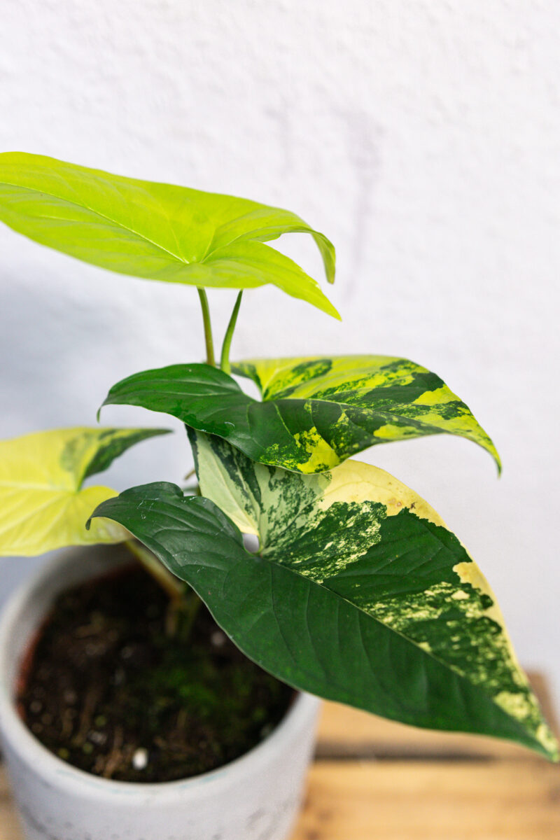 Syngonium Aurea Variegata