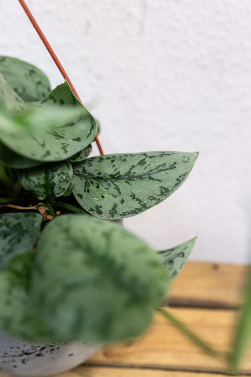 Scindapsus Silver Lady