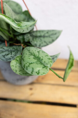 Scindapsus Silver Lady