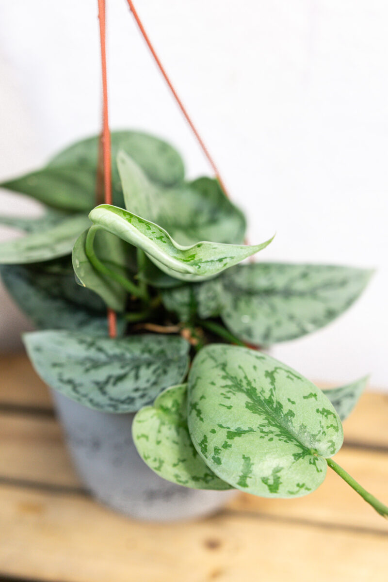 Scindapsus Silver Lady