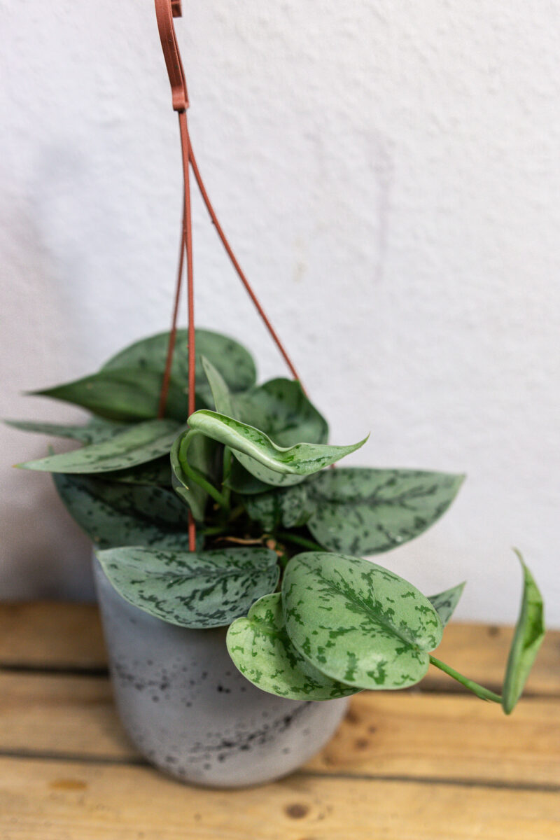 Scindapsus Silver Lady