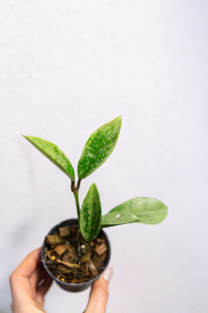 Hoya AH 074